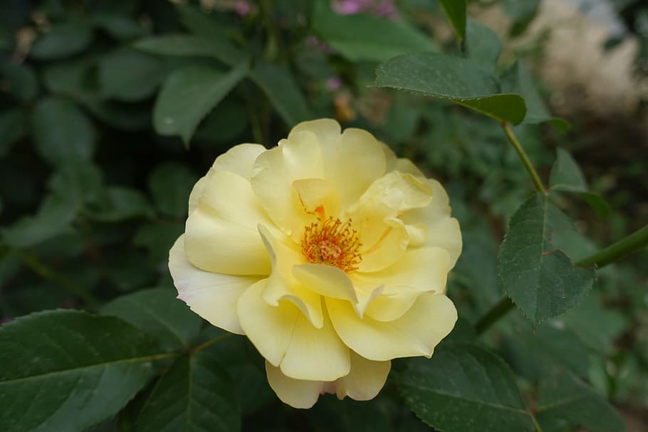 flower, leave, nature, flowering plant, beauty in nature, growth HD wallpaper