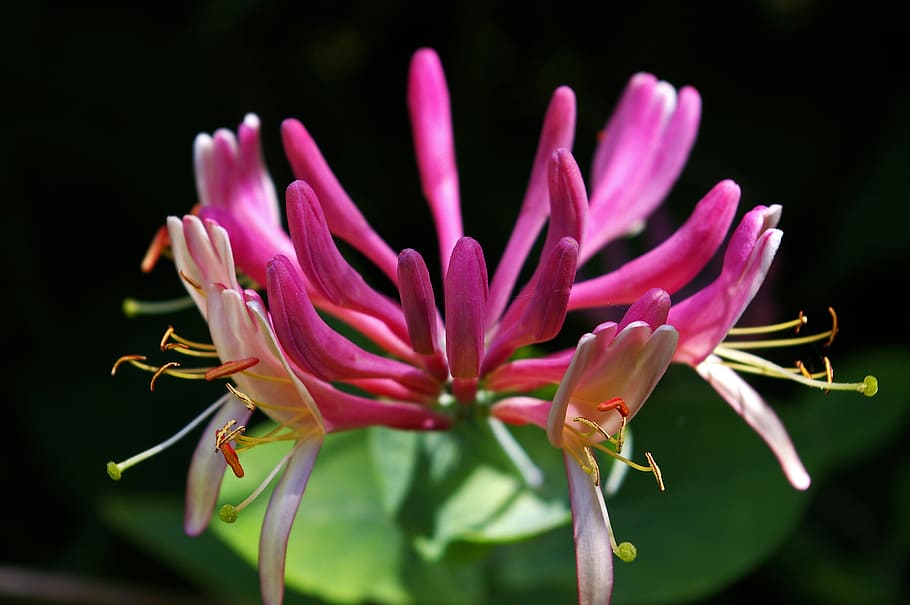 honeysuckle, creeper, plant, climber, nature, entwine, flora HD wallpaper
