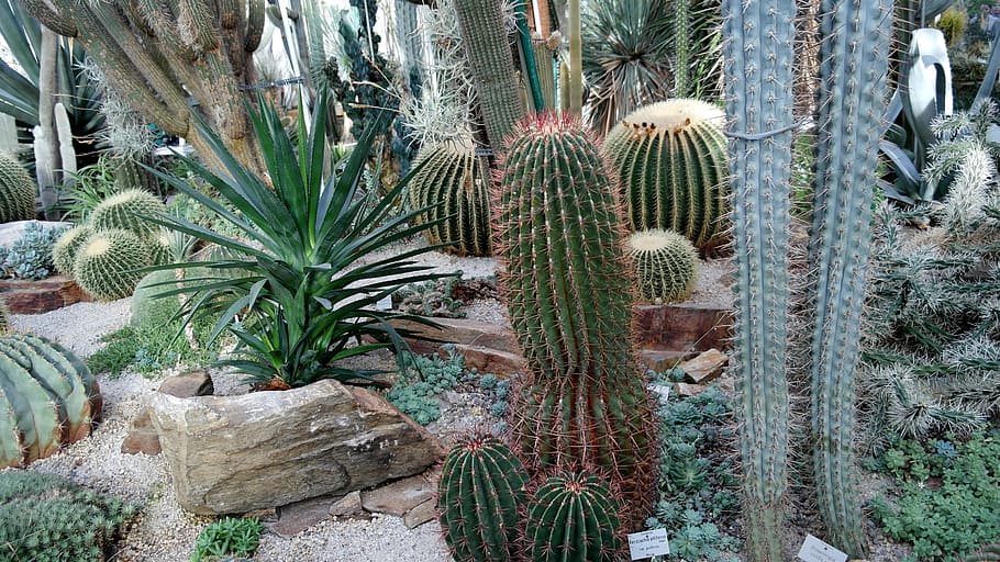 photo of green cactus, cactaceae, echinocactus grusonii, globose, HD wallpaper