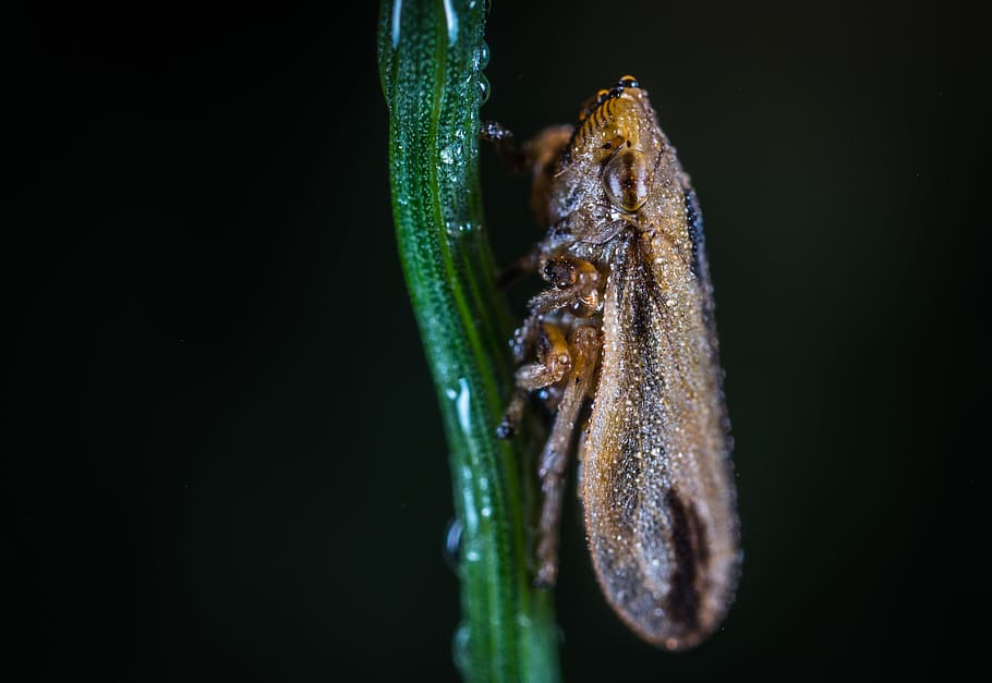insect, bespozvonochnoe, no one, nature, living nature, for ordinary high rot leafhopper