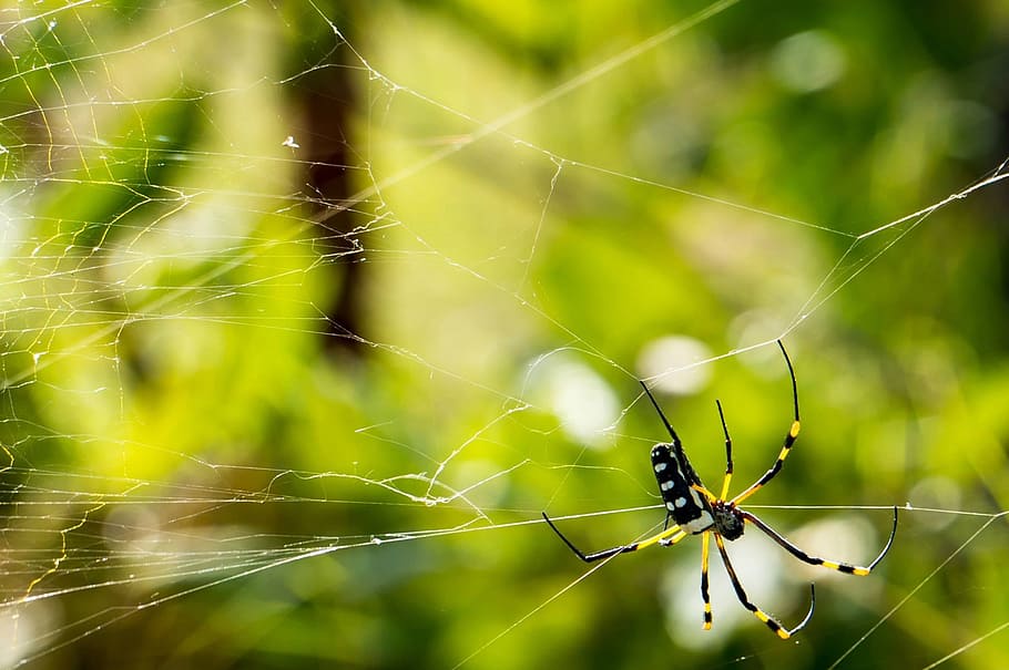 yellow and black orchard spider in closeup photography, network HD wallpaper