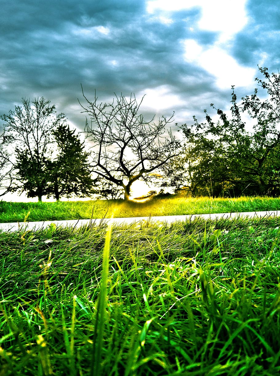 sunset, orchard, landscape, fruit tree, hdr, meadow, plant HD wallpaper