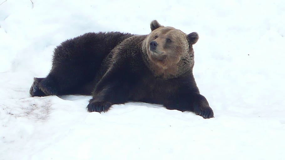bear lying on snow, cold, winter, brown bear, cold temperature HD wallpaper