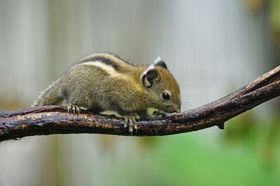 tree chipmunks, china, rodent, creature, wildlife photography HD wallpaper