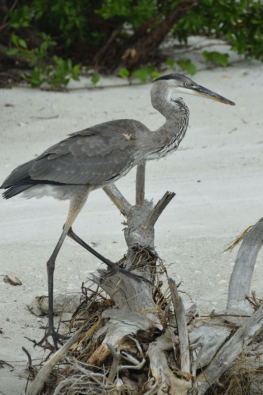 bird, sand, beach, nature, coast, outdoor, shore, natural, scenic HD wallpaper