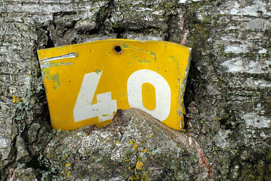 shield, information, number, tree bark, characters, public HD wallpaper
