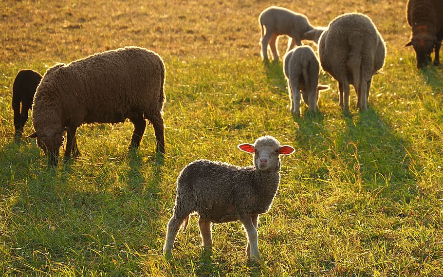 animals, sheep, lamb, grass, against day, group of animals HD wallpaper