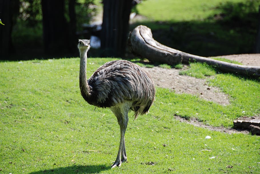 grey ostrich standing on green grass field, emu, zoo, flightless bird HD wallpaper