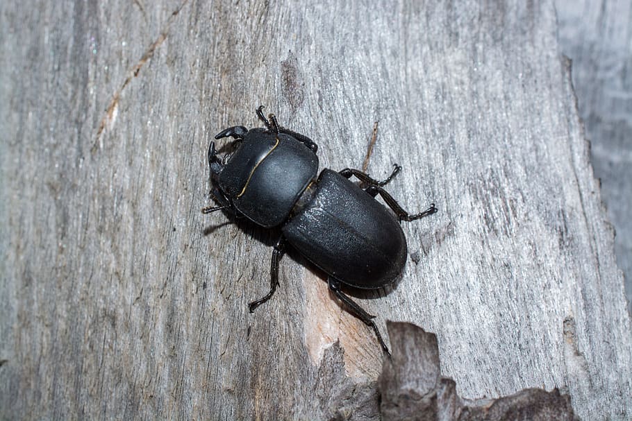 beetle, insect, macro, invertebrate, animal themes, animals in the wild HD wallpaper