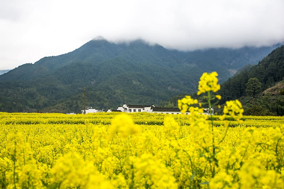 Rape, Wuyuan, Mountain, agriculture, yellow, crop, oilseed rape HD wallpaper