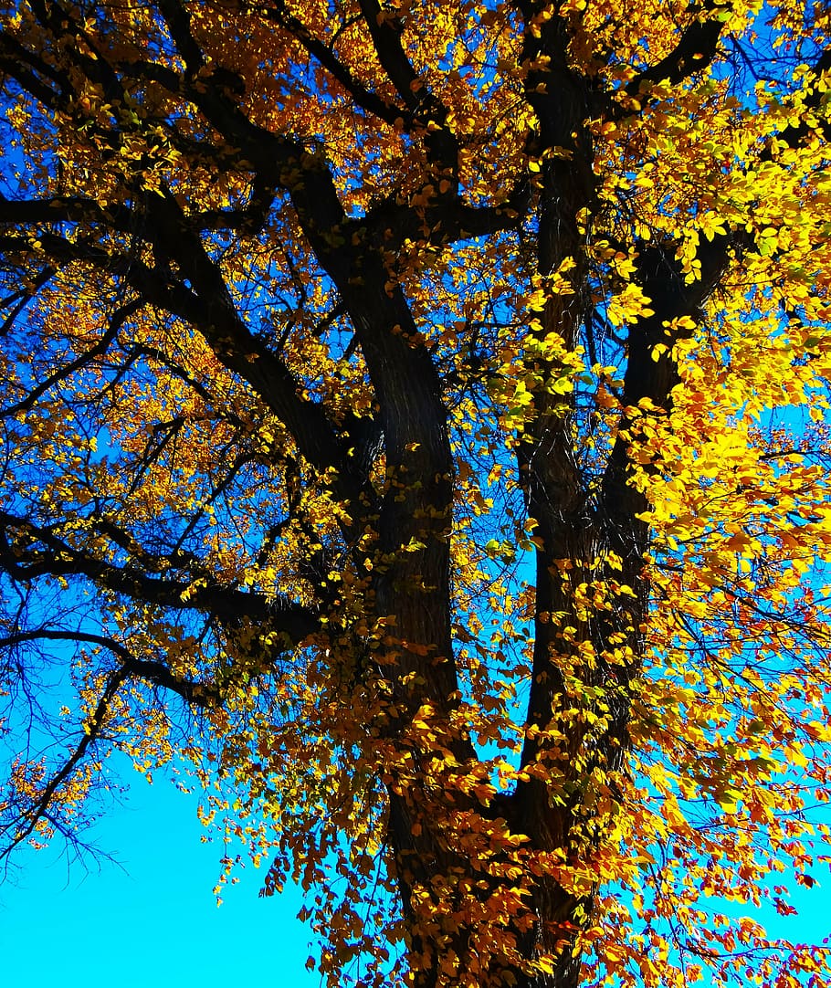 fall tree, leaves, nature, autumn, autumn leaves, yellow, plant HD wallpaper