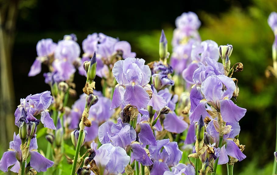 iris, flowers, blossom, bloom, violet, bright, nature, flowering plant HD wallpaper