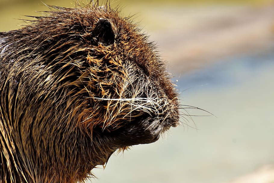 nutria, water rat, splashing, animal world, nature, fur, rodent