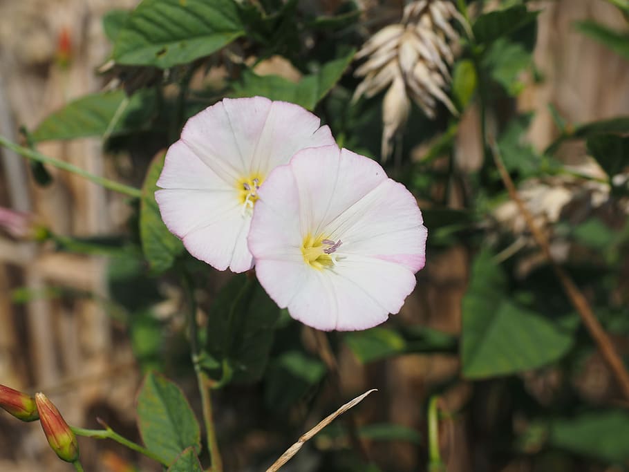 Bindweed, Flower, Blossom, Bloom, Pink, white, convolvulus arvensis HD wallpaper