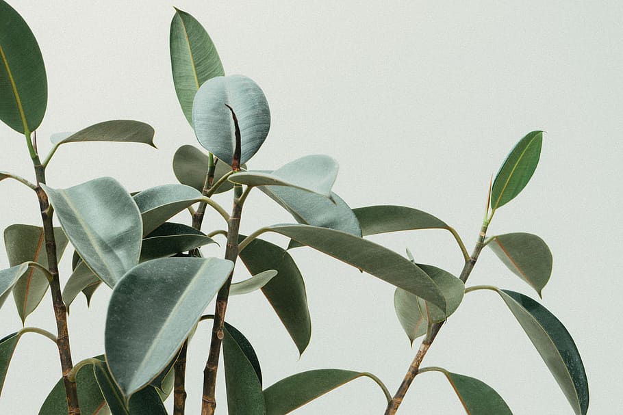 green, leaf, plant, plant part, growth, nature, no people, green color HD wallpaper