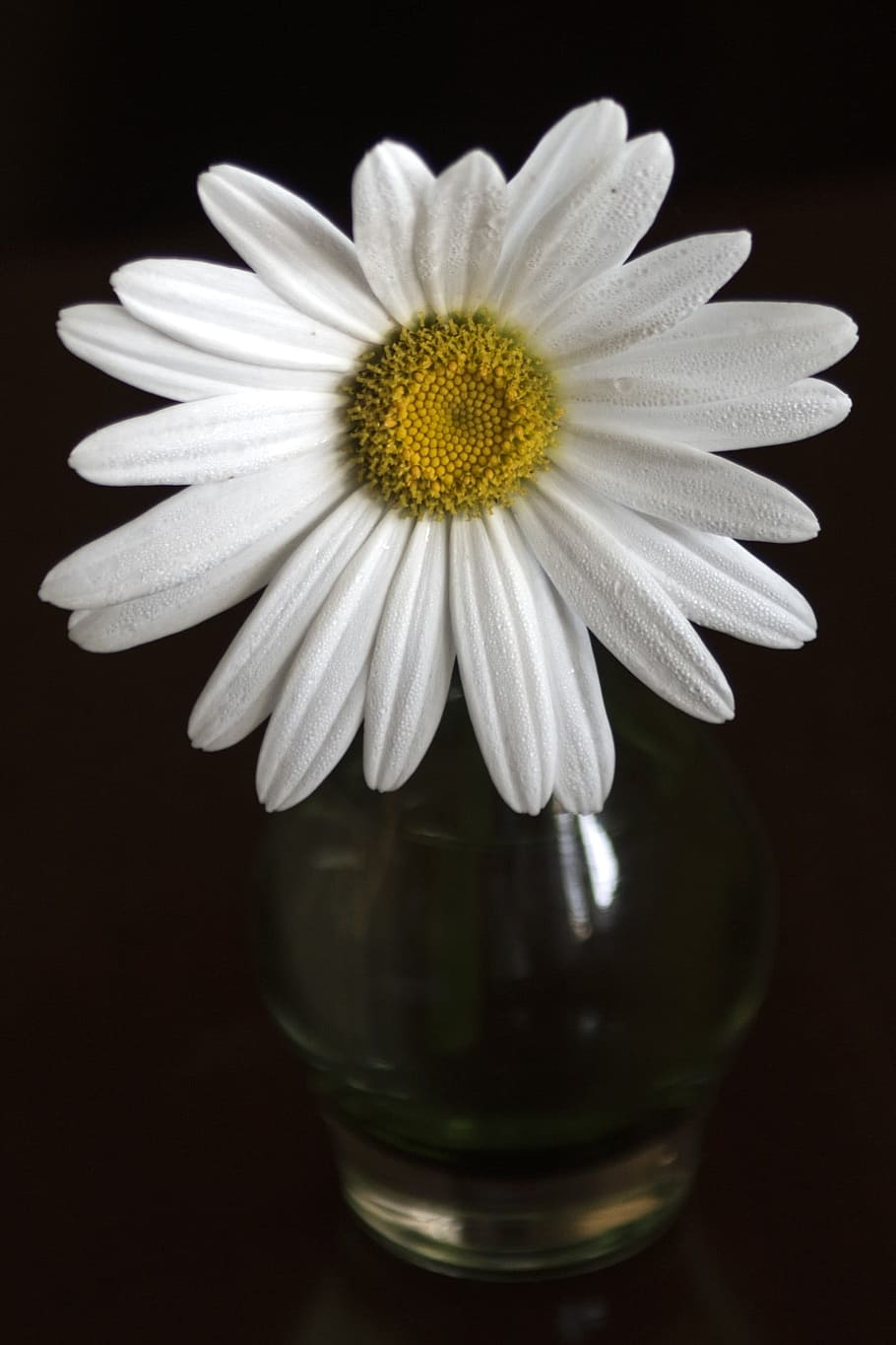 daisy, flower, white, summer, flowering plant, freshness, fragility HD wallpaper