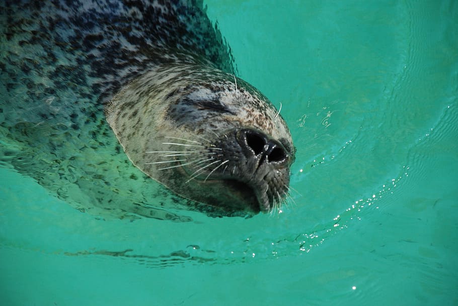robbe, seal, zoo, one animal, animal wildlife, animal themes HD wallpaper