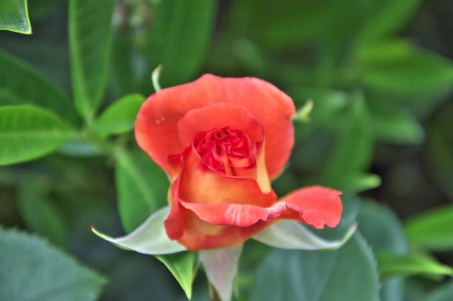 rose, red, flower, plant, flowering plant, plant part, freshness HD wallpaper