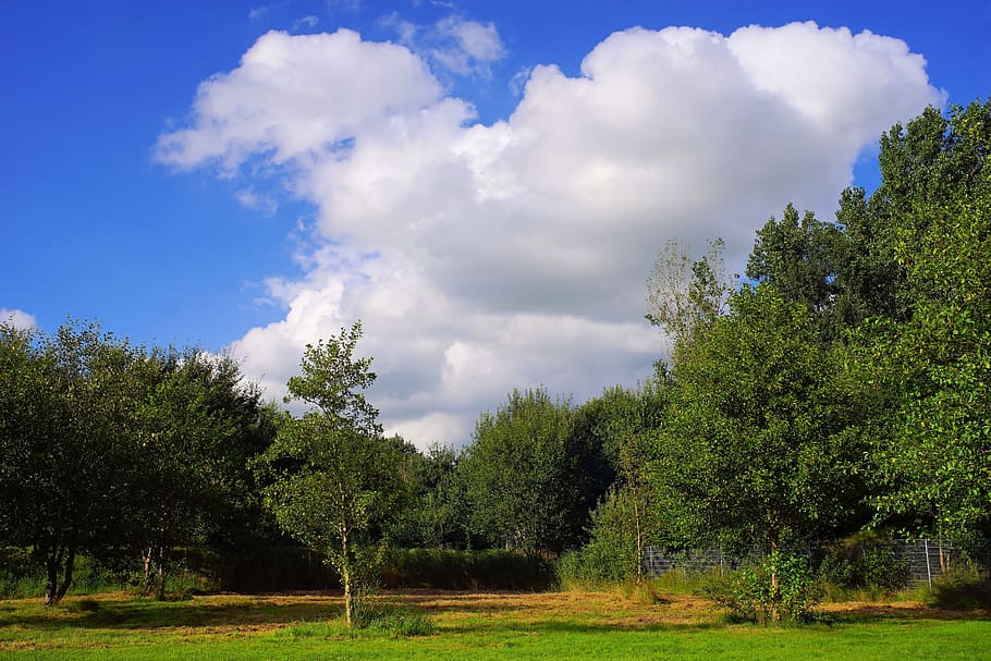 Sky, Trees, Nature, Meadow, Relaxation, lawn, blue, clouds HD wallpaper