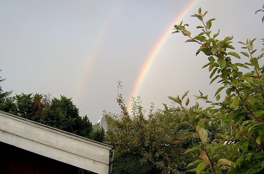 rain, rainbow, cloud, tree, plant, beauty in nature, multi colored HD wallpaper