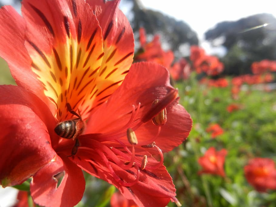 flower, bee, flowers, insect, nectar, flowering plant, petal HD wallpaper