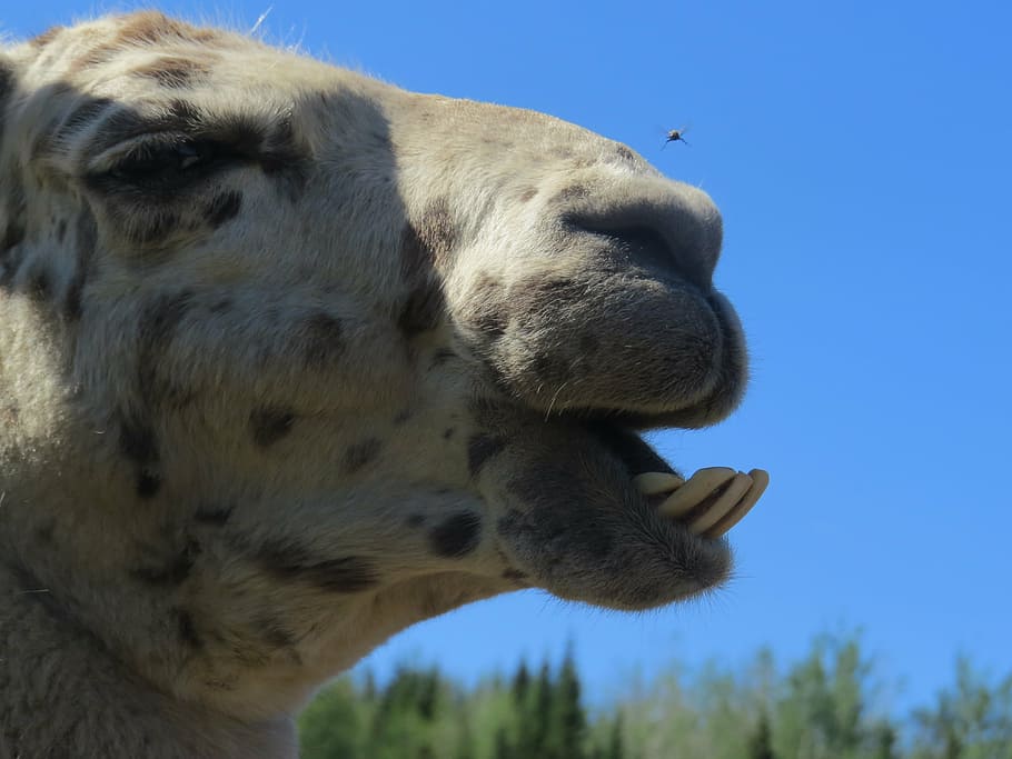 llama, fly, teeth, crooked, farm, animal, mammal, head, animal themes HD wallpaper