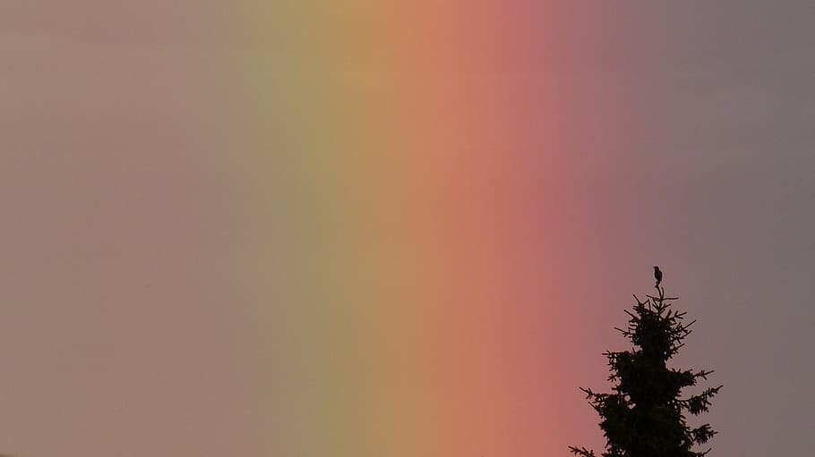 tree under rainbow, spectrum, bird, nature, sky, silhouette HD wallpaper