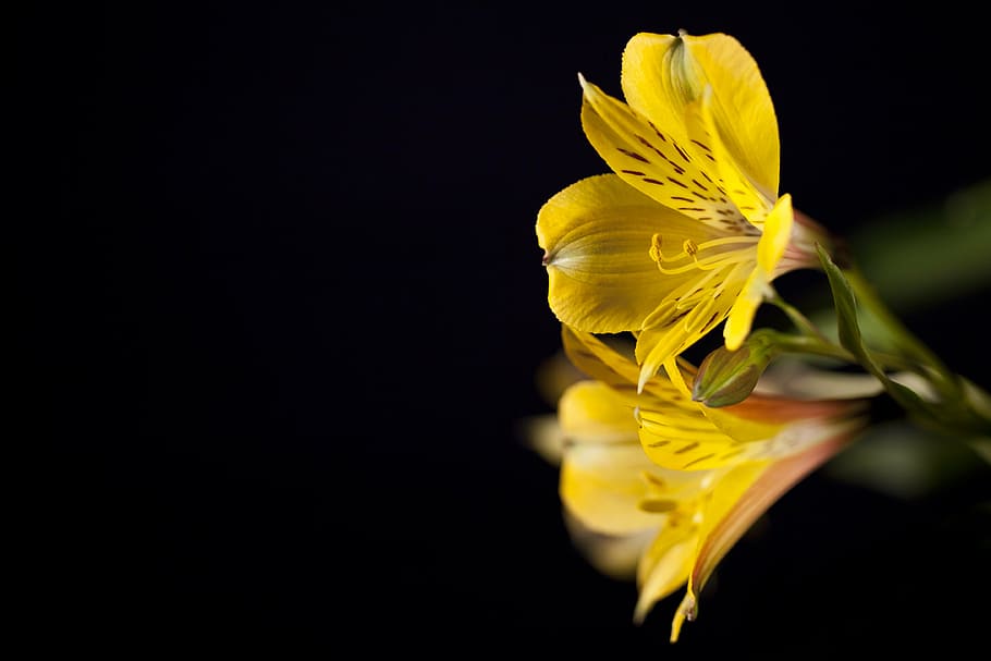 flower, macro, flora, petal, yellow, flowering plant, vulnerability HD wallpaper