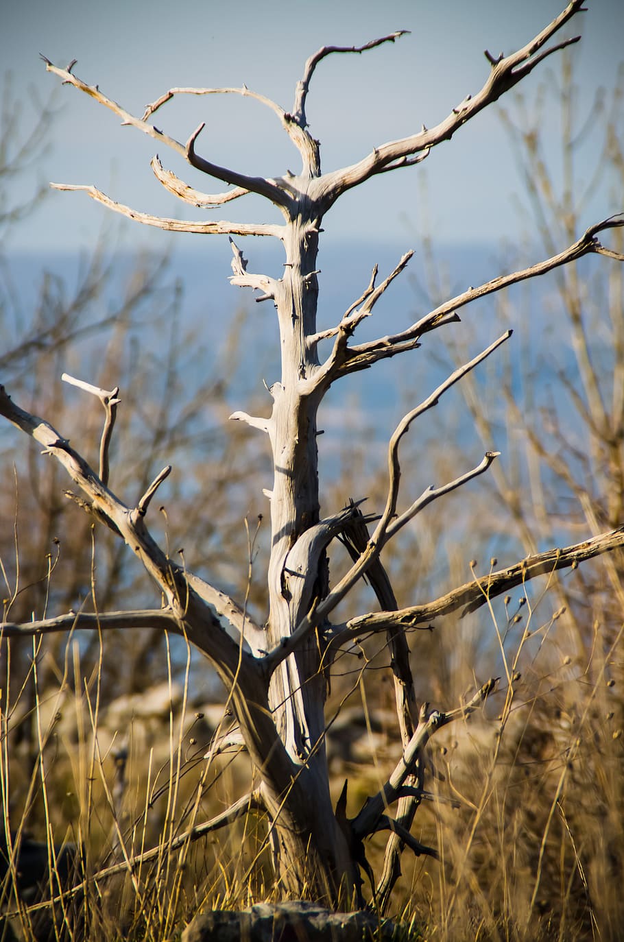 Tree, Nature, Natural, Environment, outdoor, park, wood, dry HD wallpaper
