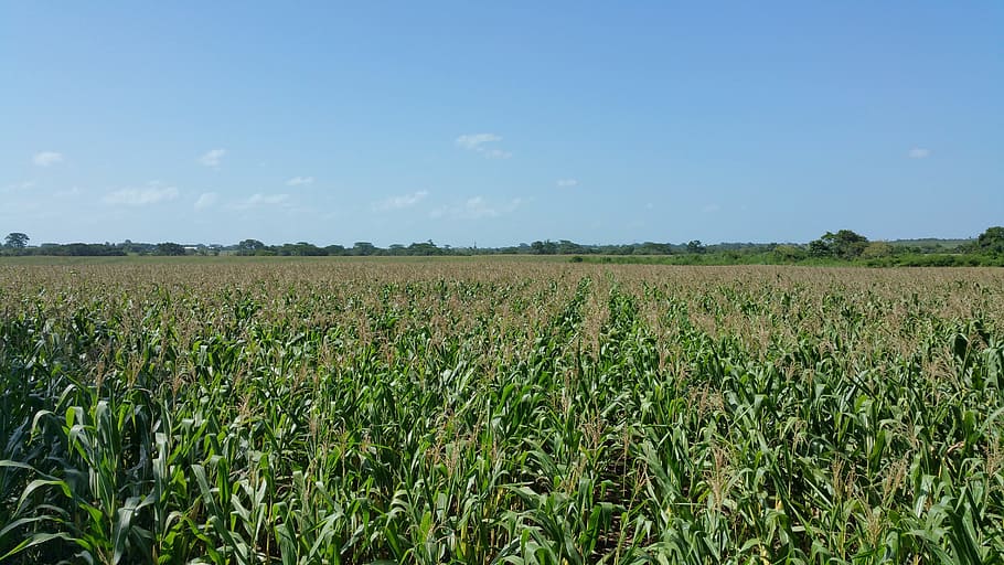 corn field, crops, farming, tree line, blue sky, belize, agriculture HD wallpaper
