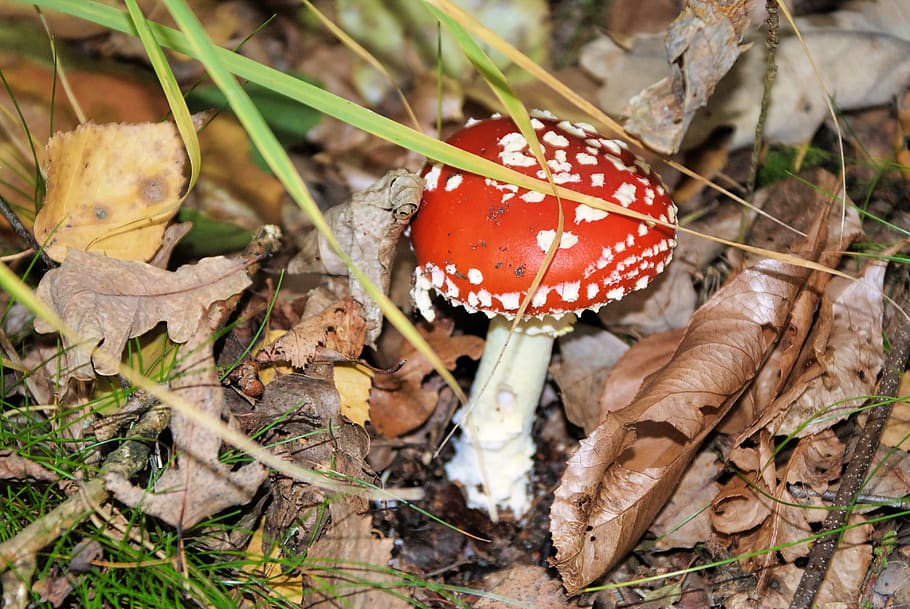 mushroom, forest, nature, fungus, food, fly agaric mushroom HD wallpaper