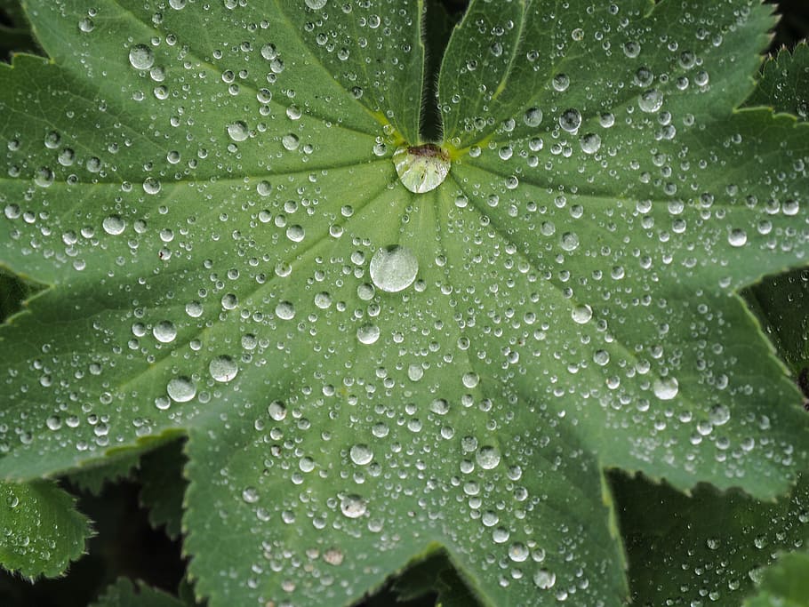 drop, rain, macro, wet, water, fresh, plant, leaf, spring, viborg HD wallpaper