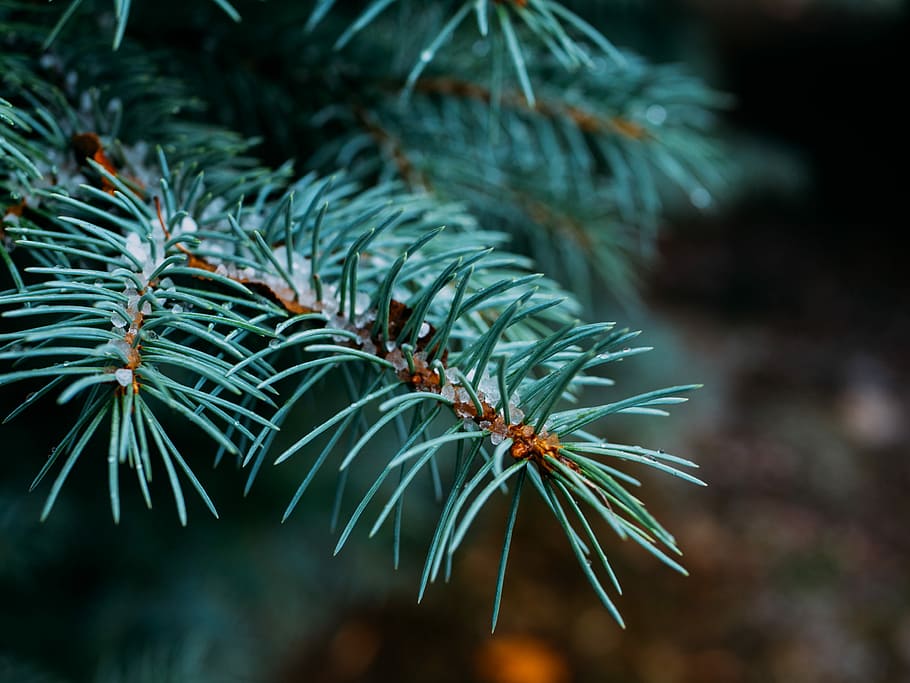 shallow focus photography of green plant, shallow focus photography of rosemary HD wallpaper