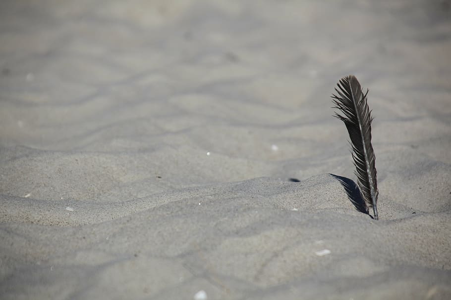 sand, spring, beach, rügen, mussels, nature, no people, animal HD wallpaper