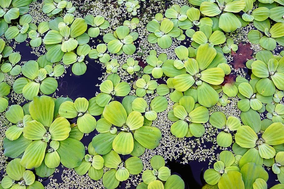 closeup photo of water lilies, plant, pond, botanical, garden, HD wallpaper