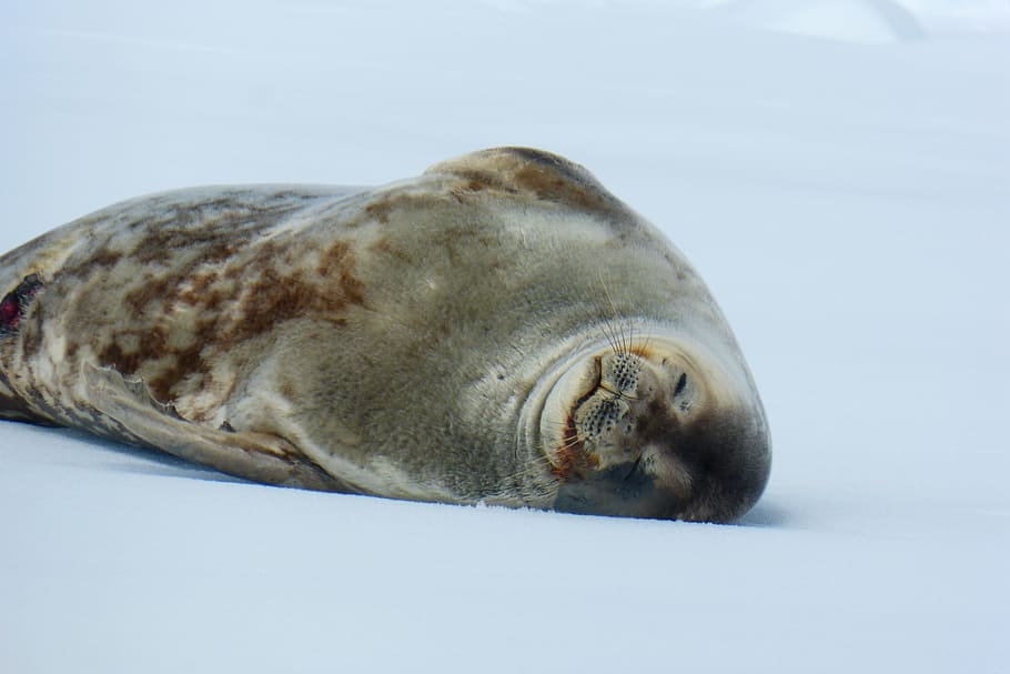 Robbe, Nap, Relaxation, Sleep, Chill Out, ice, antarctica, nature HD wallpaper