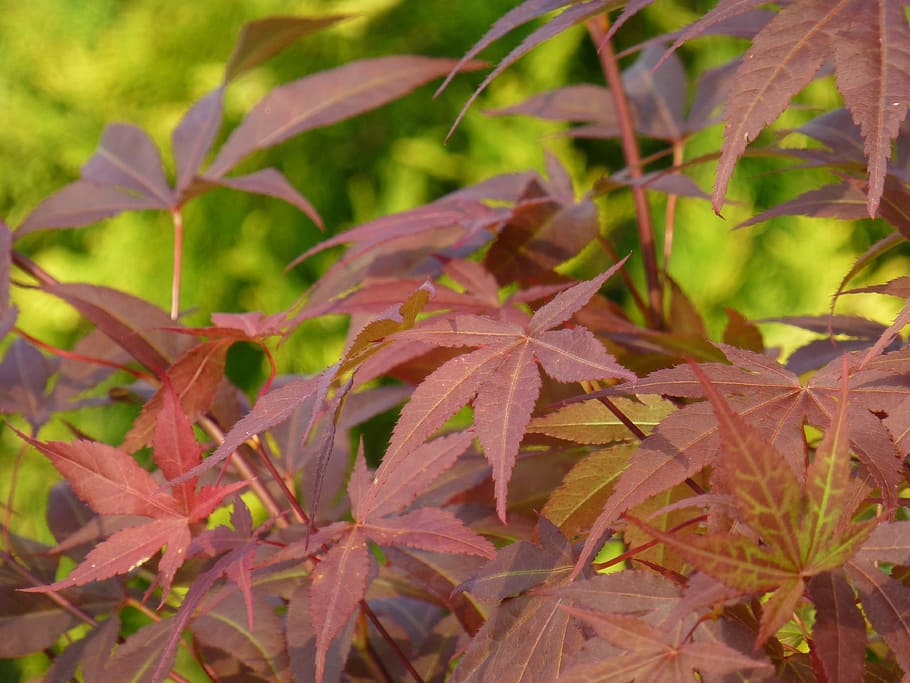 acer, sangokaku, incomplete, red, bush, leaf, plant part, nature