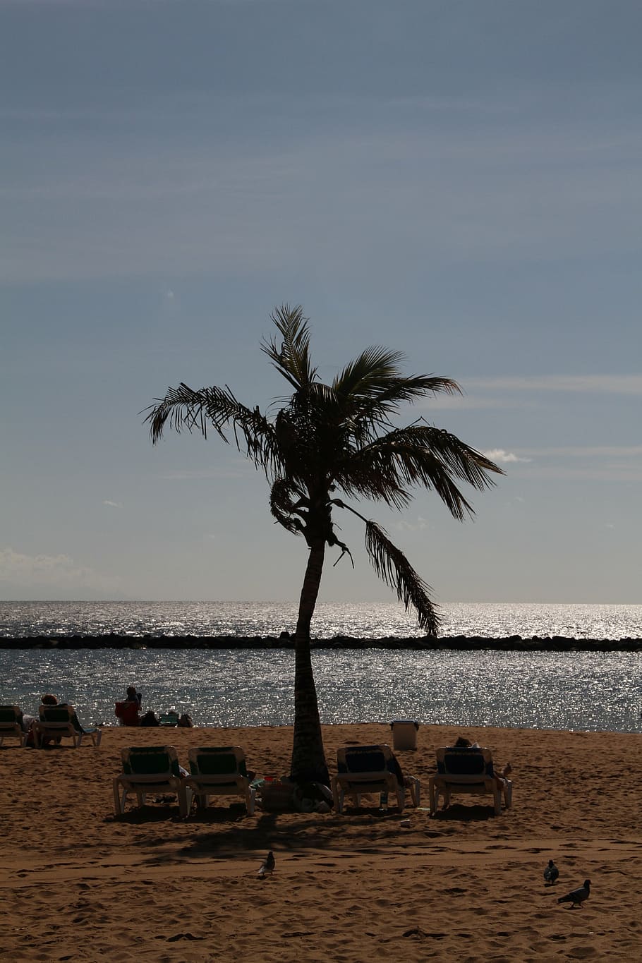 palm, beach, tree, palm tree, sand, tenerife, canary islands HD wallpaper