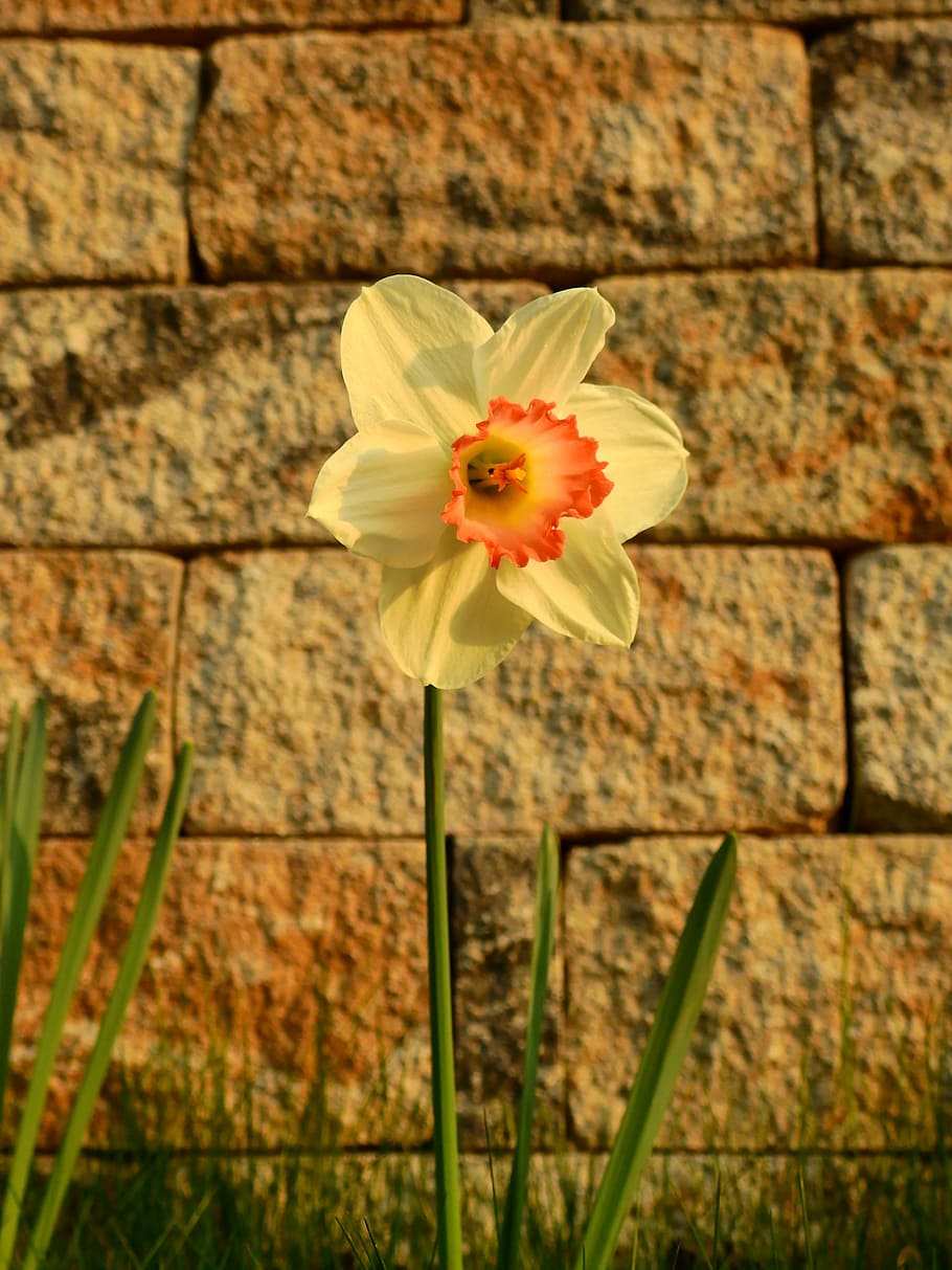 daffodils, osterglocken, easter, flower, blossom, bloom, spring HD wallpaper