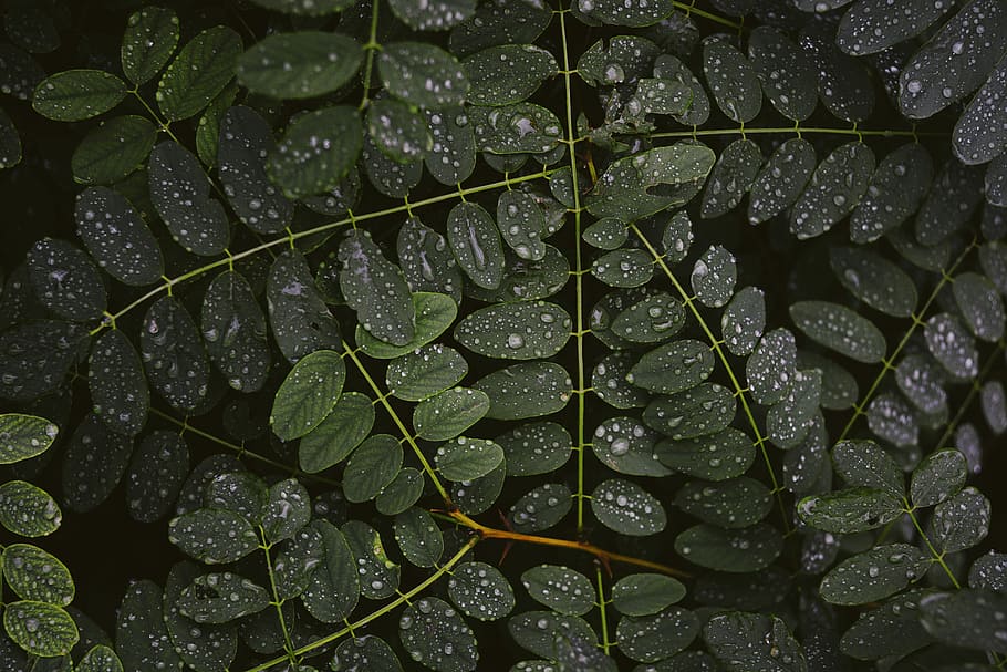 green leaves with rain drops, green leafed plant, nature, foliage HD wallpaper