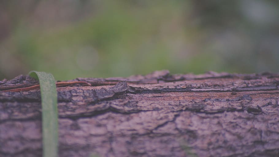 bark, close-up, environment, focus, macro, outdoors, surface HD wallpaper