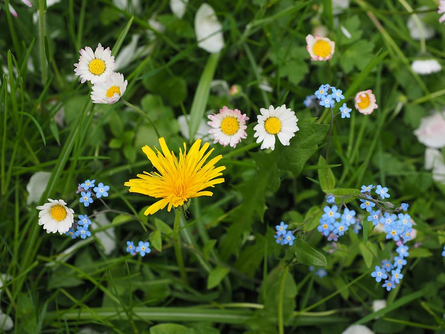 wildflowers, meadow, dandelion, forget me not, yellow, blue, HD wallpaper