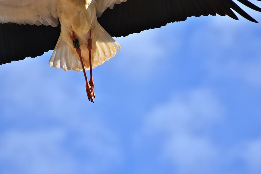stork, am gone, bird, fly, plumage, nature, animal world, wing HD wallpaper