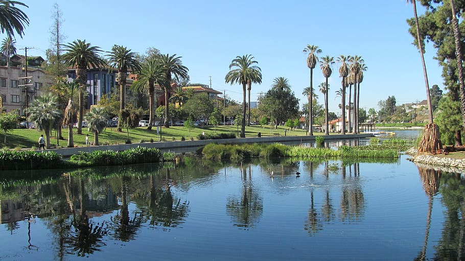 echo park, los angeles, lake, palms, palm trees, water, reflection, HD wallpaper