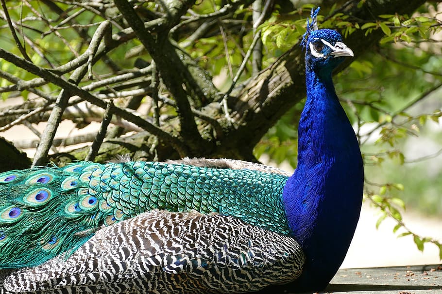 peacock, males, bird, animal themes, vertebrate, one animal HD wallpaper