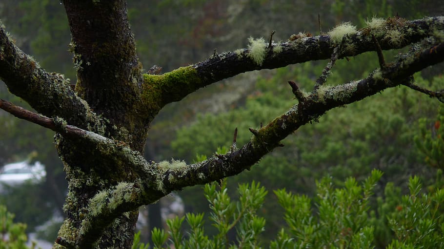 Oregon, Pacific Northwest, Tree, Moss, nature, focus on foreground HD wallpaper