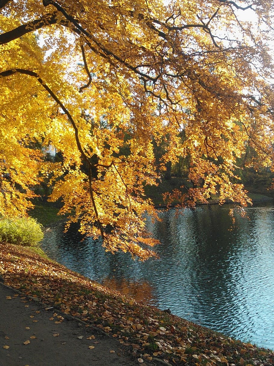 tree, autumn, water, change, beauty in nature, plant, tranquility HD wallpaper