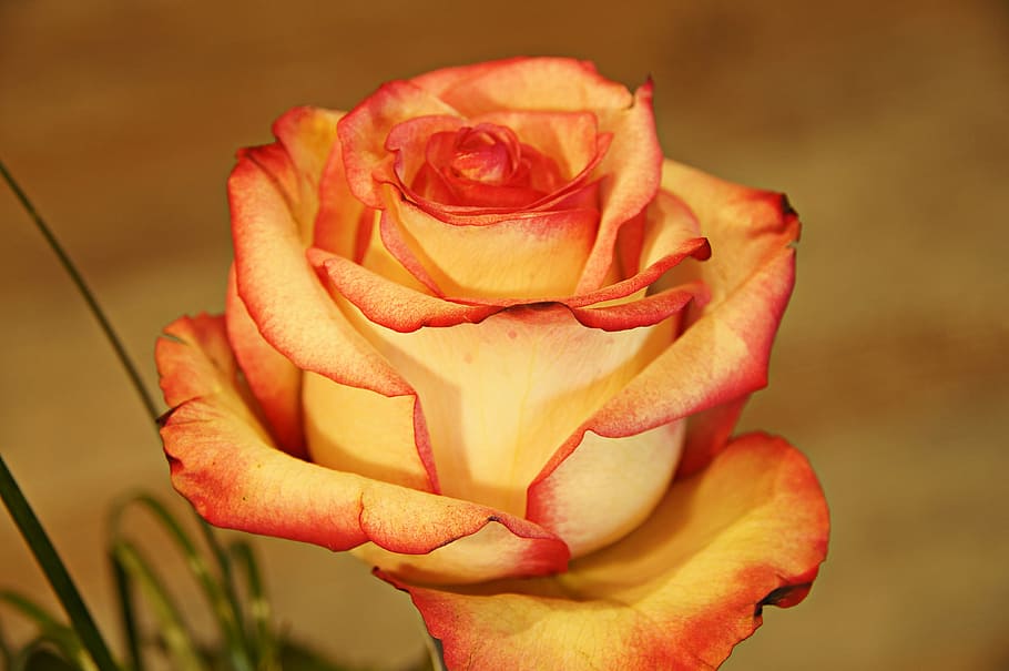 orange rose at bloom, flower, love, petal, affection, yellow, HD wallpaper