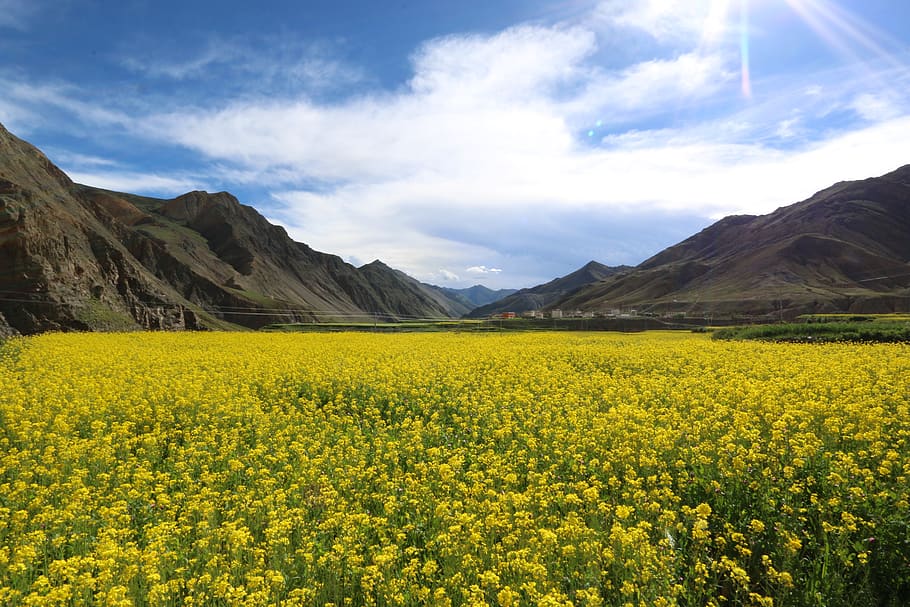 mustard, flower field, tibet, beauty in nature, yellow, scenics - nature