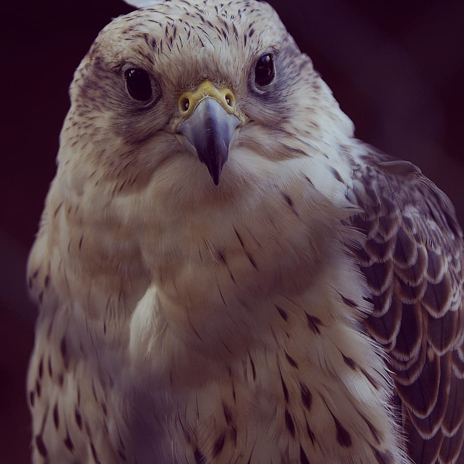 hawk, bird, eagle, flight, pen, predator, animal themes, animal wildlife HD wallpaper